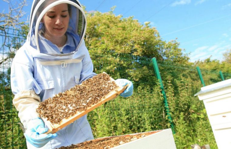До уваги пасічників Львівщини: в області стартувала програма підтримки галузі бджільництва