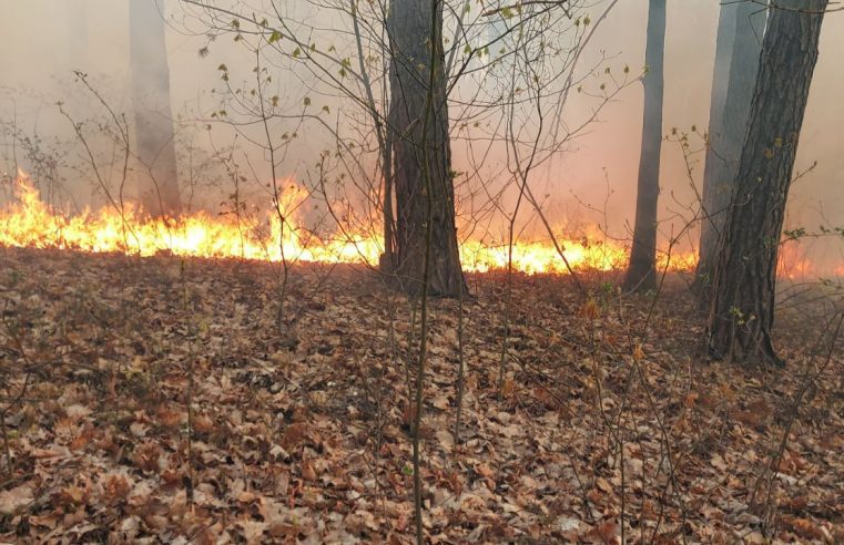 На Радехівщині біля Поздимира горів ліс