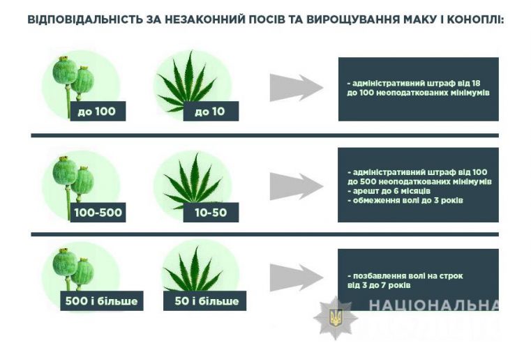 Скільки рослин маку можна посадити на власному городі, щоб не оштрафували