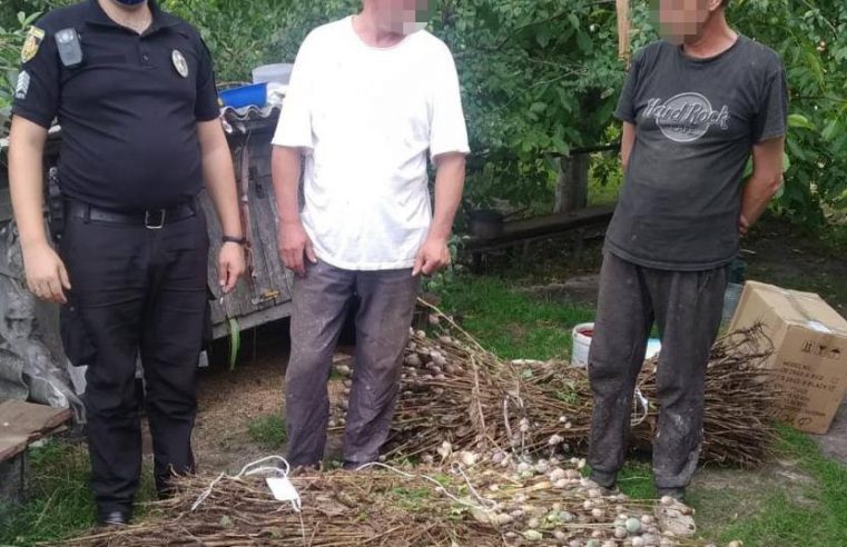 Плантація снодійного маку – на Сокальщині поліцейські виявили незаконні посіви наркотичних рослин