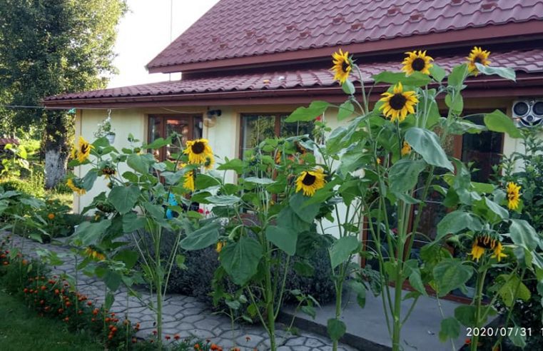 Коли доля цвіте соняхами і пахне чорнобривцями – подружжя з села Тартаків у своїй оселі та на подвір’ї зробили казку по-українськи