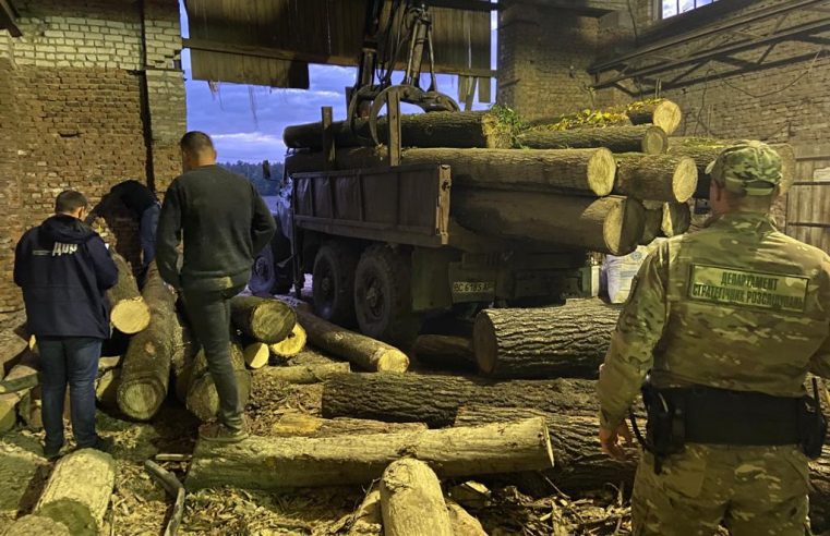 Крали ліс, доки не зловили – на Сокальщині група осіб незаконно вирубувала та експортувала за кордон лісопродукцію