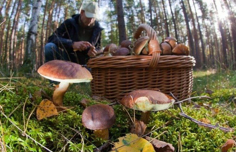 “Тихе полювання” за грибами може бути небезпечним. На Жовкіщині в лісі загубилась дівчина