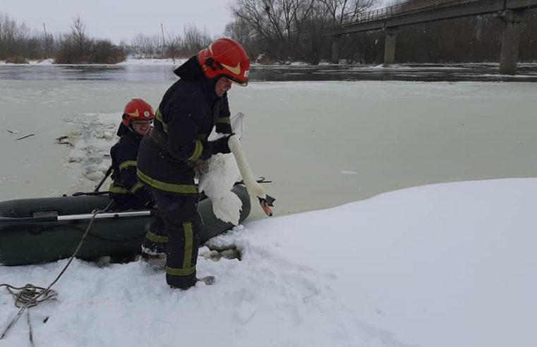 Лебедів на р. Західний Буг від замерзання врятували сокальські надзвичайники