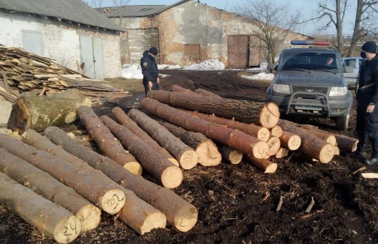 У Червоноградському районі правоохоронці виявили та вилучили майже три десятки нечипованих колод сосни