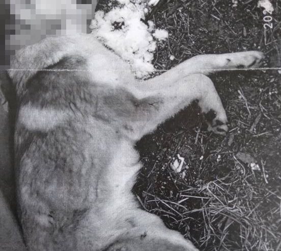 За вбивство собак жителю села Карів, що біля Белза, загрожує до 8 років ув’язнення