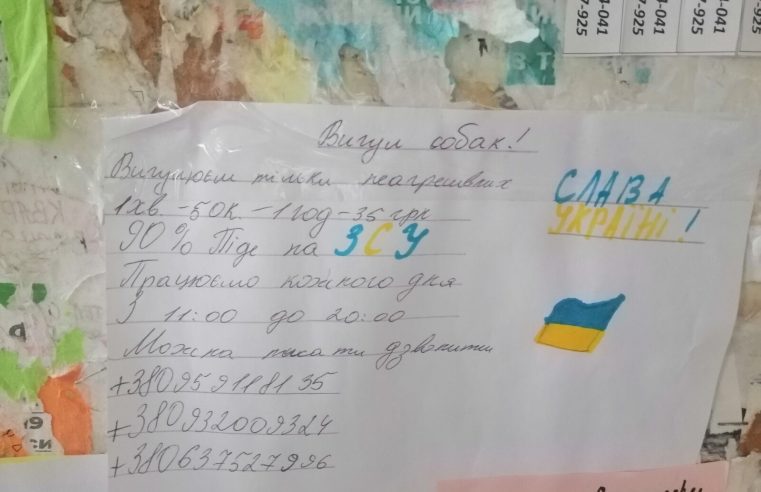 У Червонограді школярки вигулюють собак, щоб назбирати кошти для потреб ЗСУ