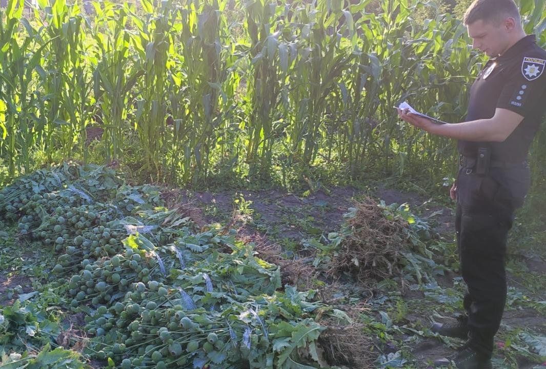 За 1000 рослин маку – позбавлення волі на строк від трьох до семи років